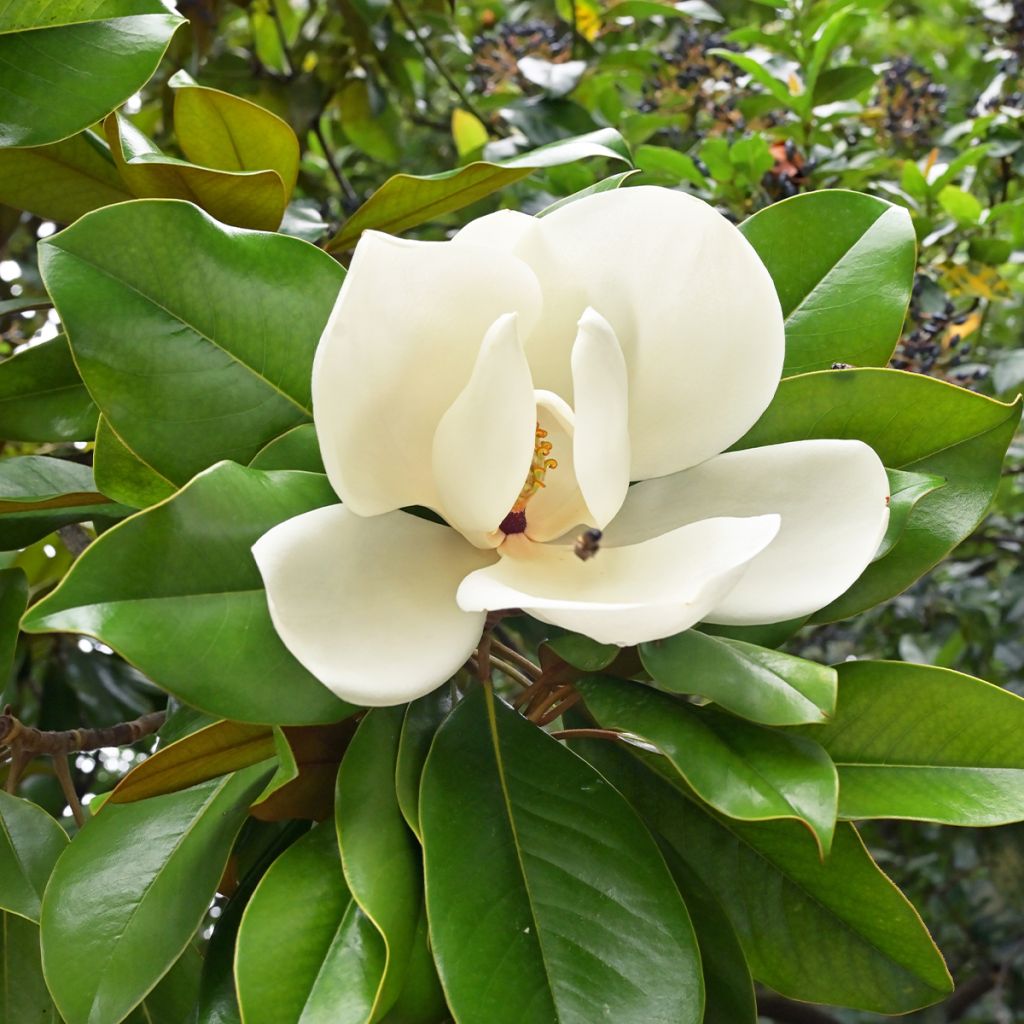 Magnolia grandiflora Nana (praecox) - Laurier-tulipier