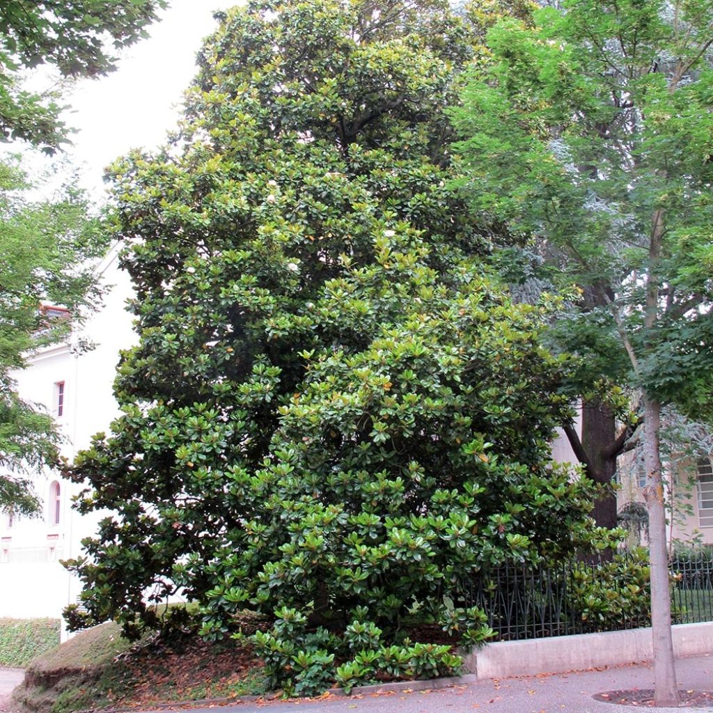 Magnolia grandiflora Treyve