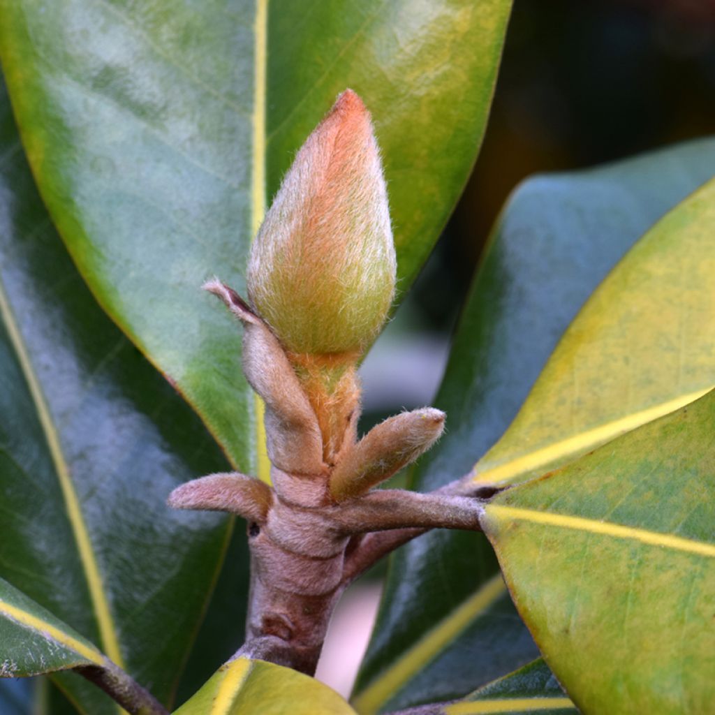 Magnolia grandiflora Victoria