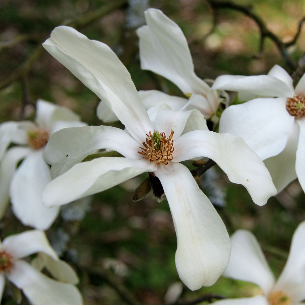 Magnolia kobus - Kobushi