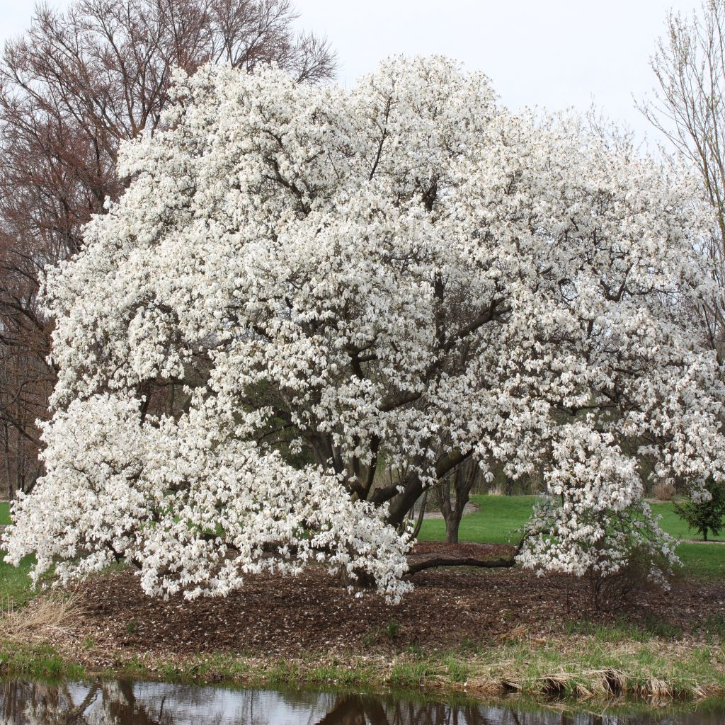 Magnolia kobus - Kobushi