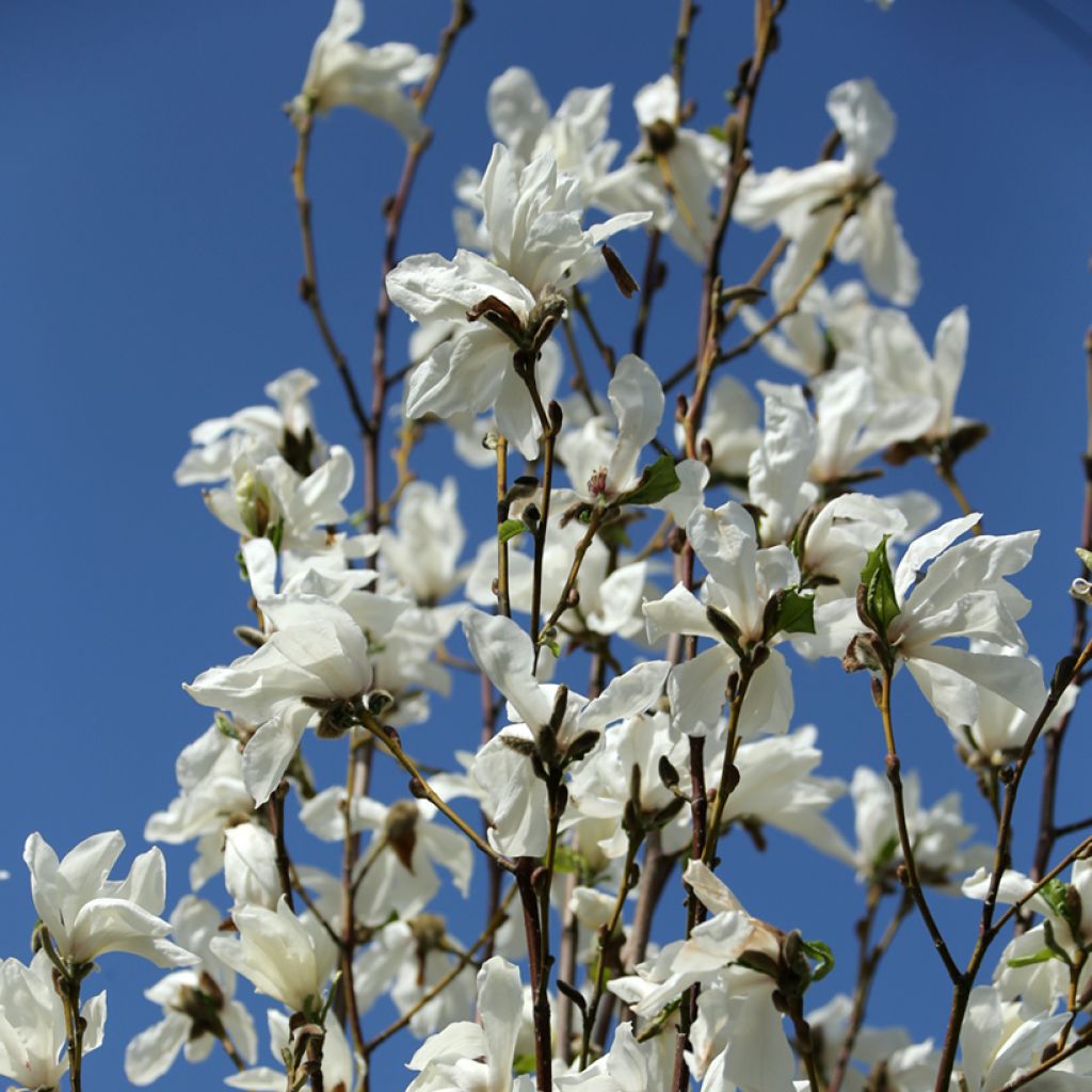 Magnolia kobus 'Isis' MARACZI™ - Kobus magnolia, Northern Japanese magnolia