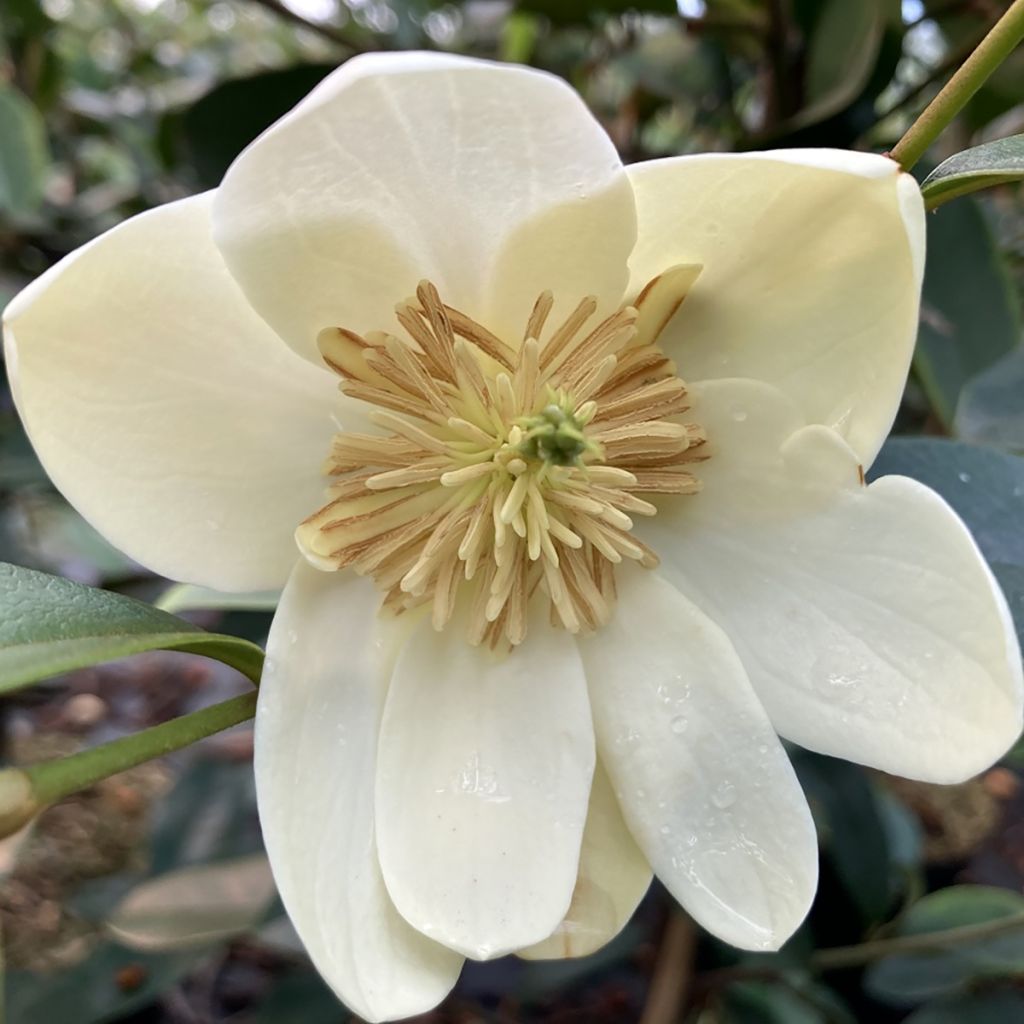 Magnolia laevifolia Achteraan