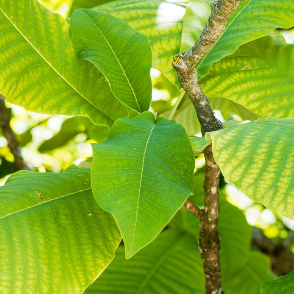 Magnolia macrophylla subsp ashei - Magnolia à grandes feuilles