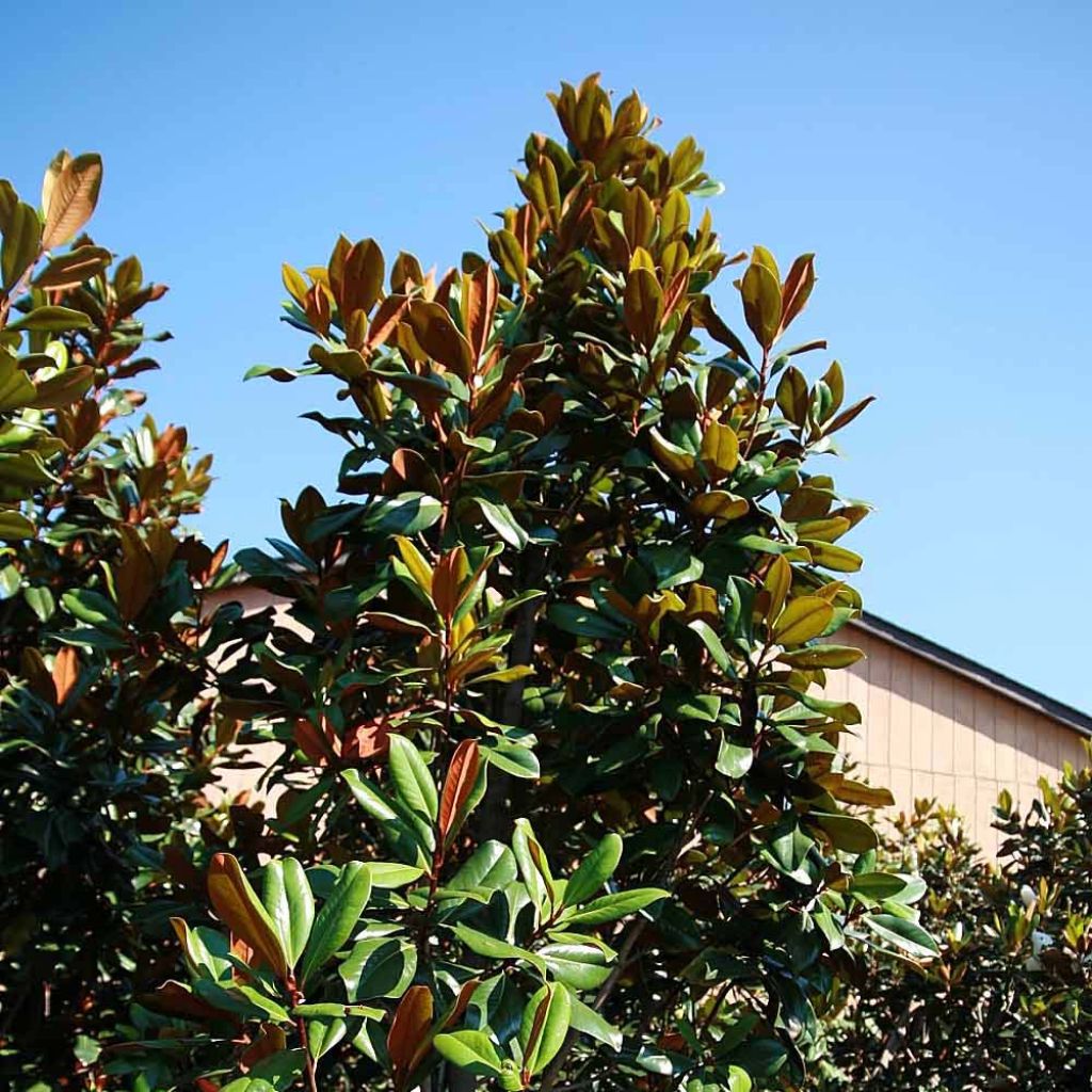 Magnolia grandiflora D.d. blanchard