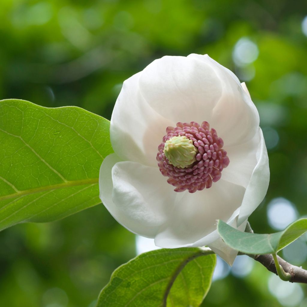 Magnolia sieboldii Colossus - Magnolia de Siebold greffé