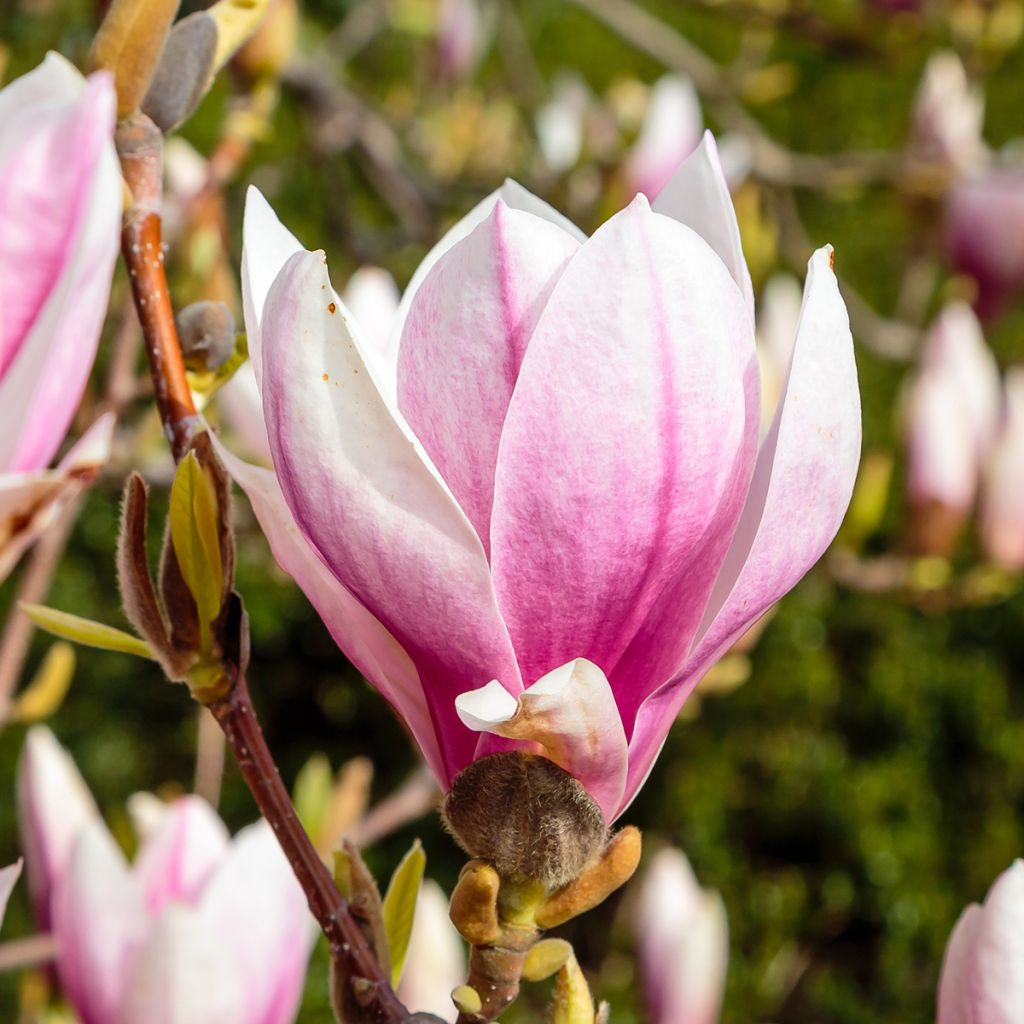 Magnolia soulangeana - Magnolia de Soulange