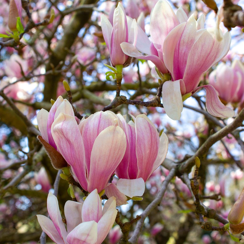 Magnolia soulangeana - Magnolia de Soulange