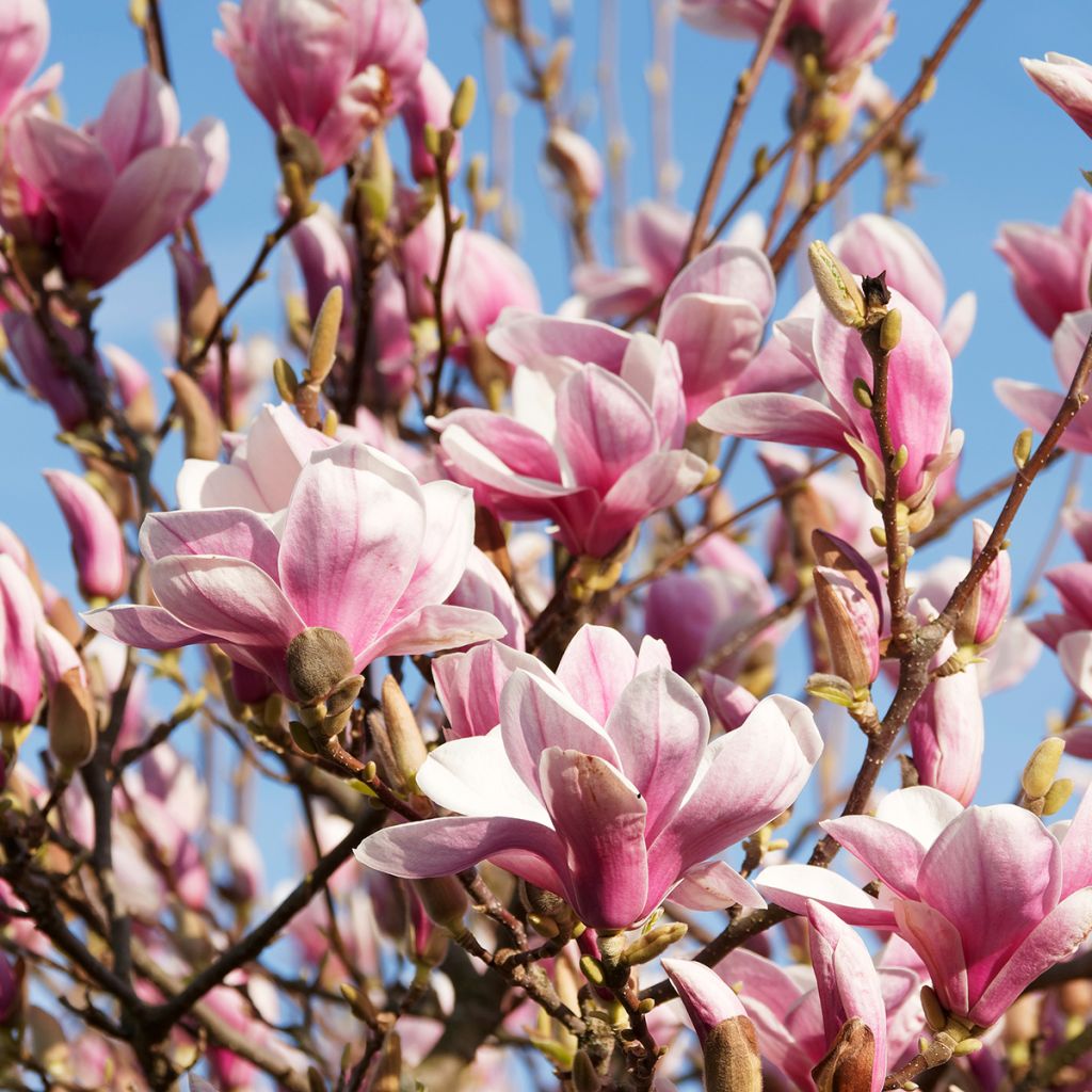 Magnolia soulangeana - Magnolia de Soulange