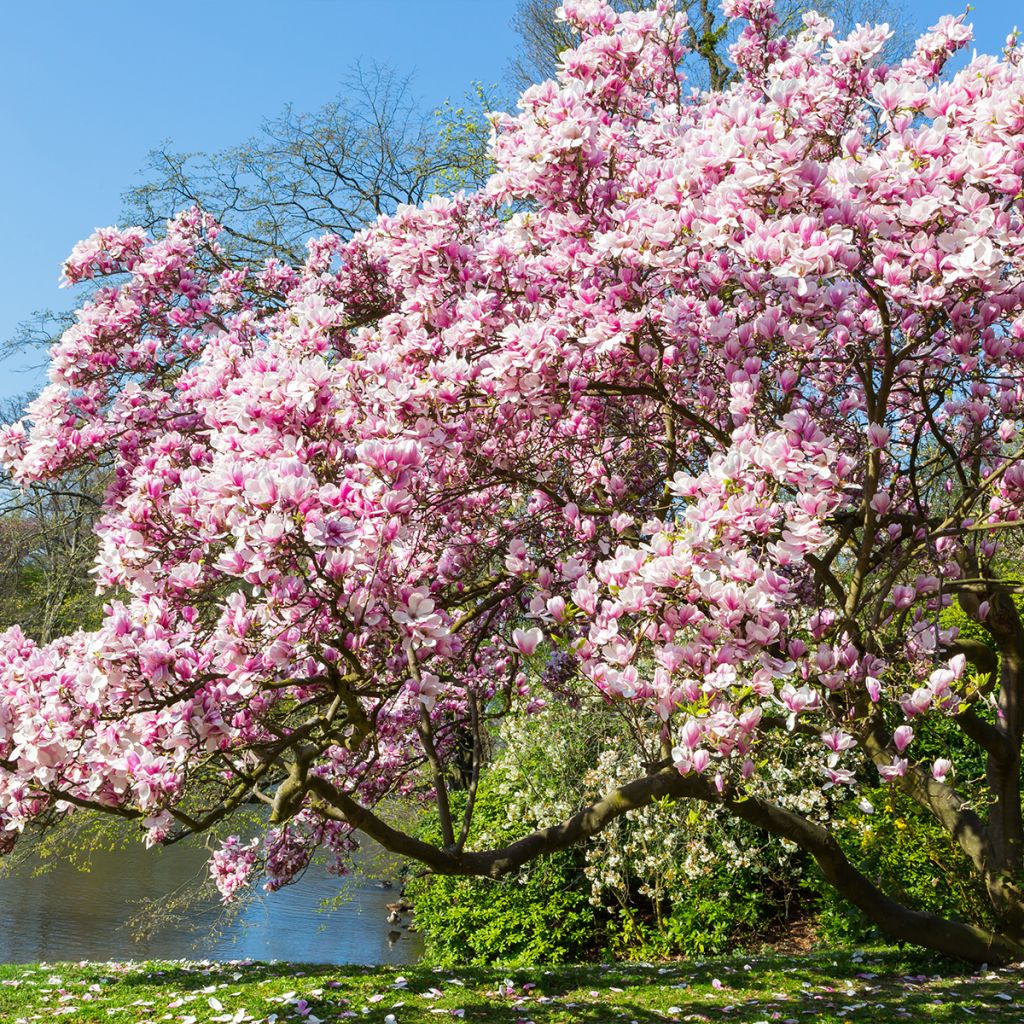 Magnolia soulangeana - Magnolia de Soulange