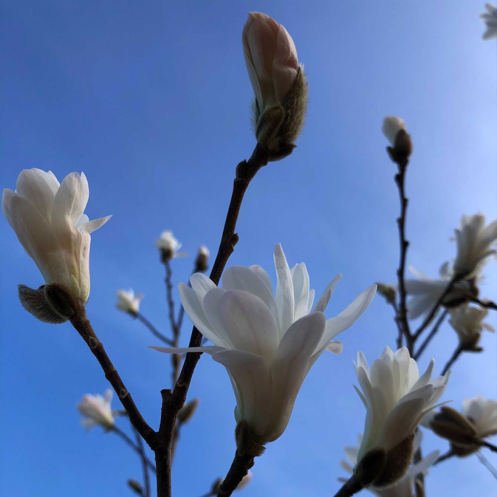 Magnolia stellata - Magnolia étoilé