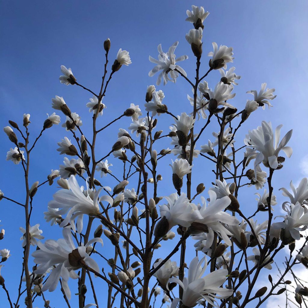 Magnolia stellata - Magnolia étoilé