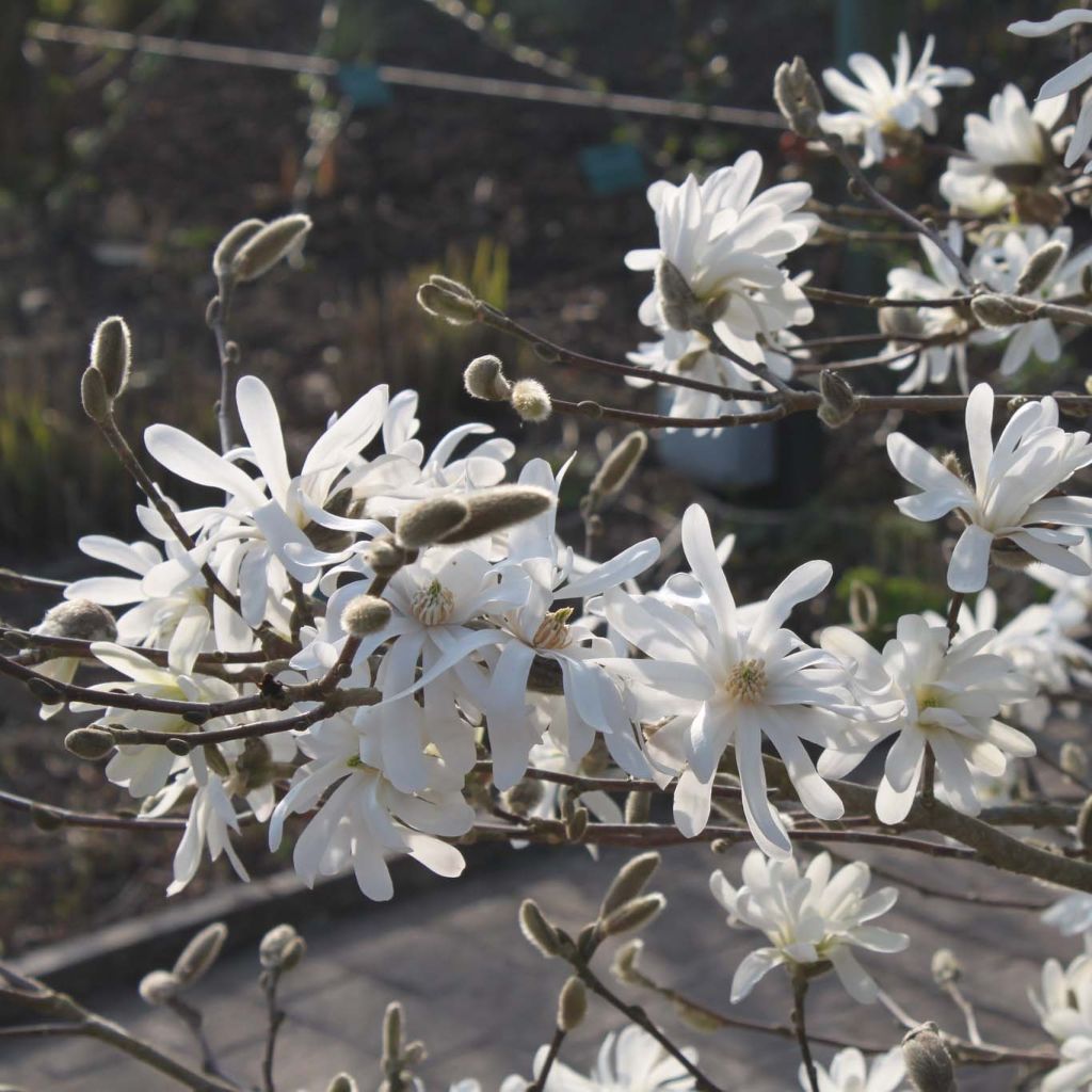 Magnolia étoilé - Magnolia stellata Waterlily