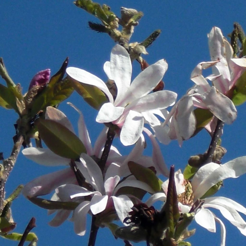 Magnolia étoilé - Magnolia stellata Waterlily