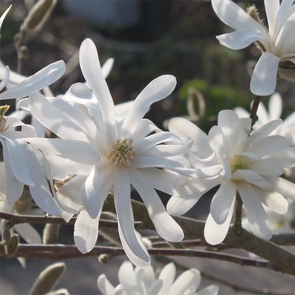 Magnolia étoilé - Magnolia stellata Waterlily