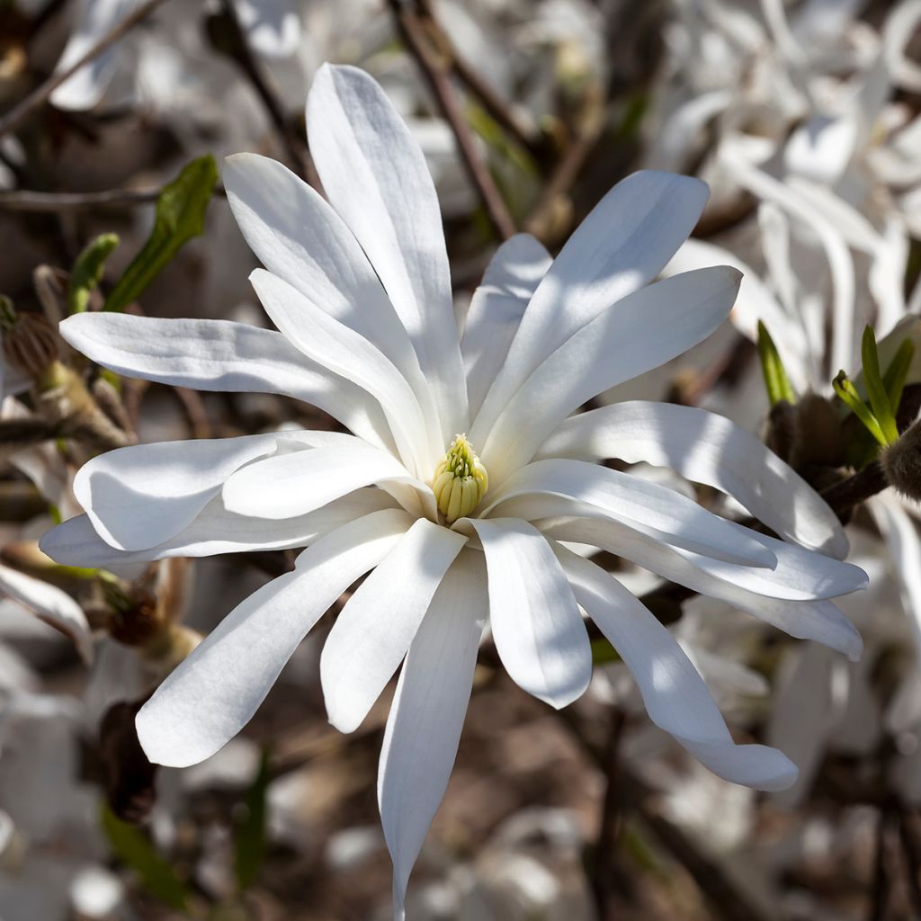 Magnolia stellata - Magnolia estrellada