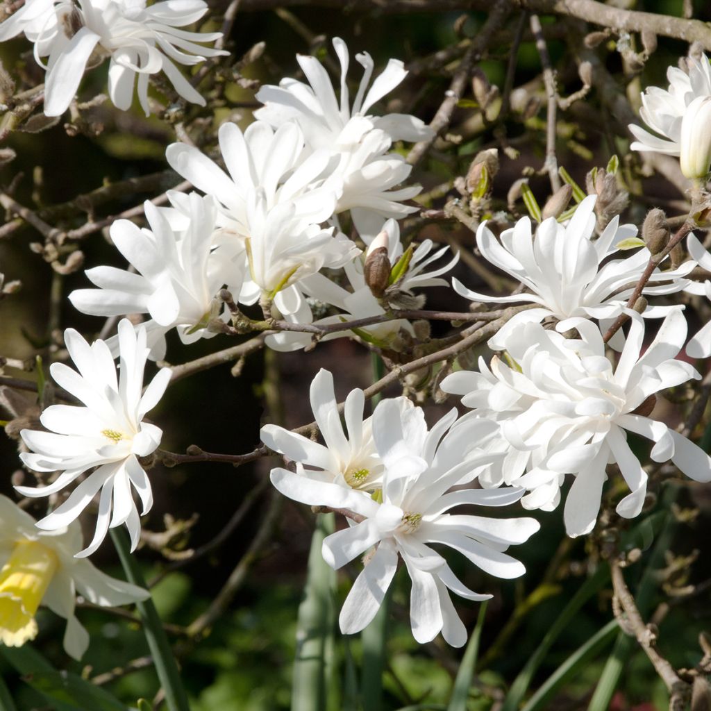 Magnolia stellata - Magnolia estrellada