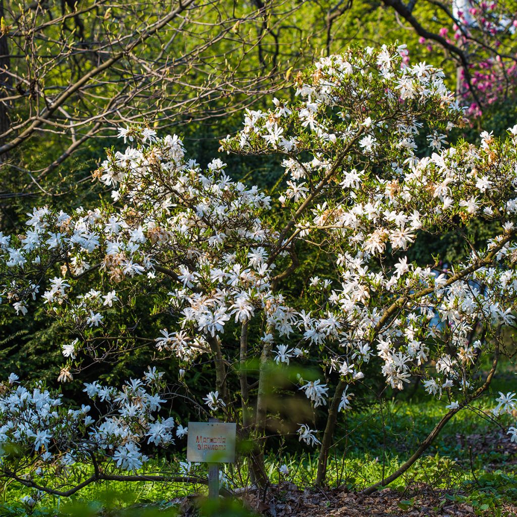 Magnolia stellata - Magnolia estrellada