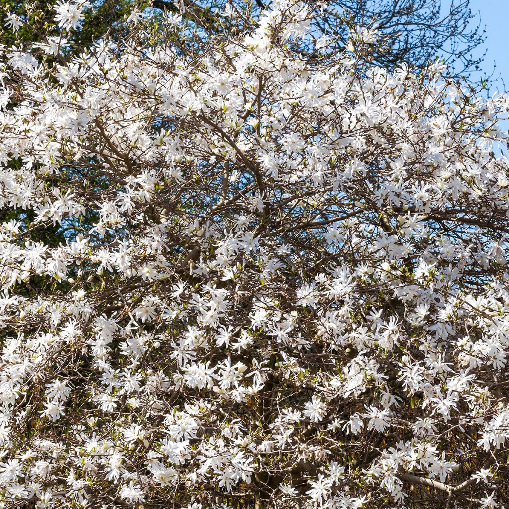 Magnolia stellata - Magnolia estrellada