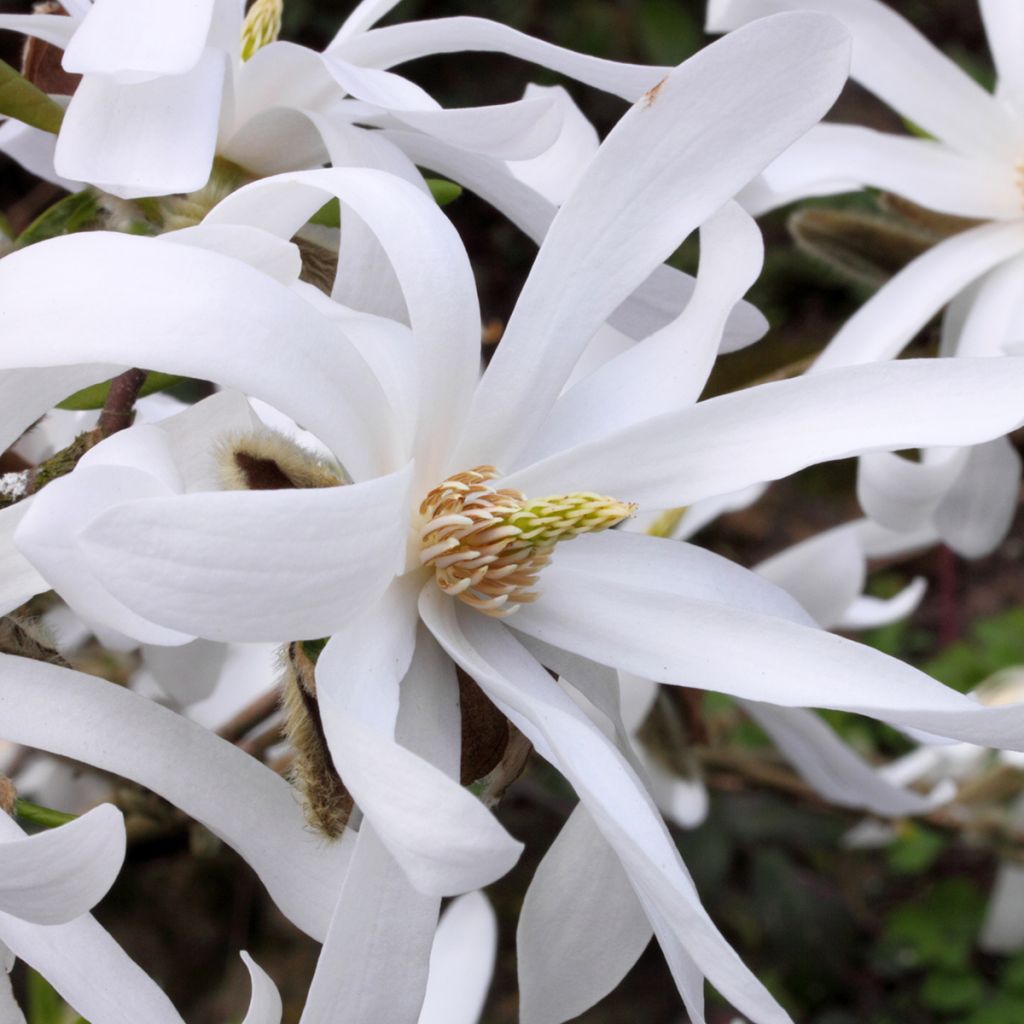 Magnolia stellata - Magnolia estrellada