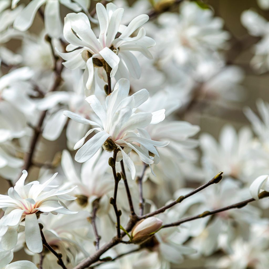 Magnolia stellata - Magnolia estrellada