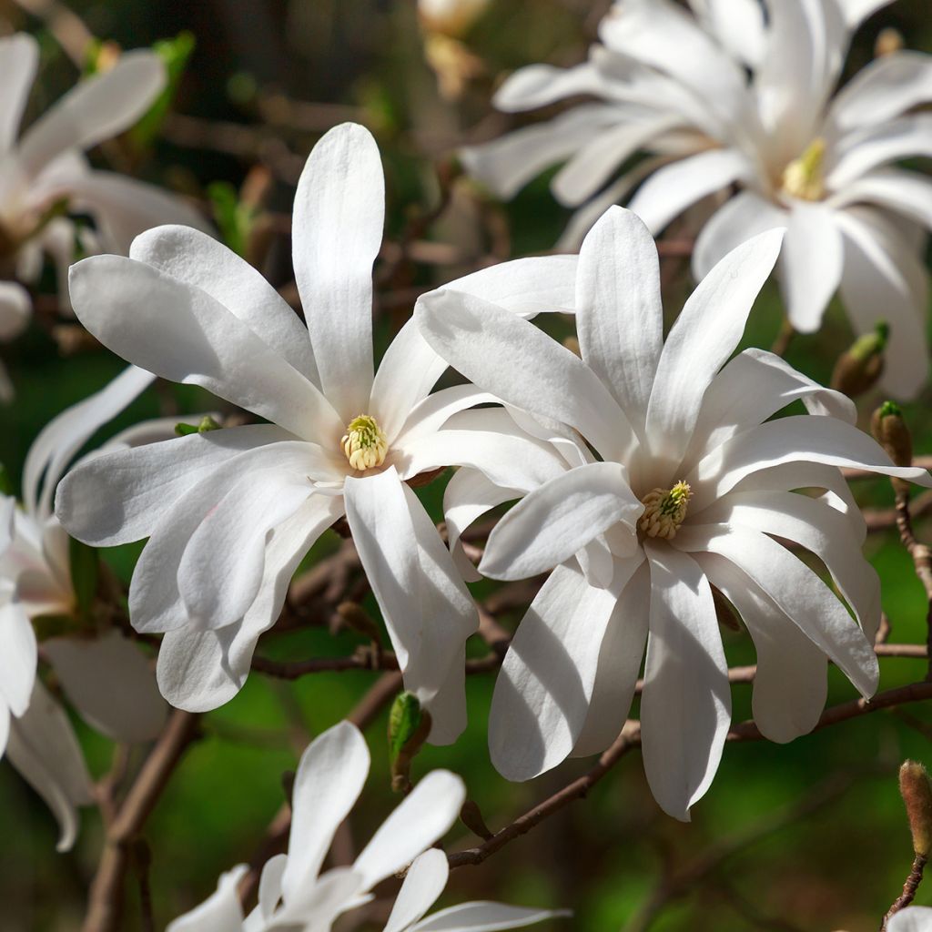 Magnolia stellata - Magnolia estrellada