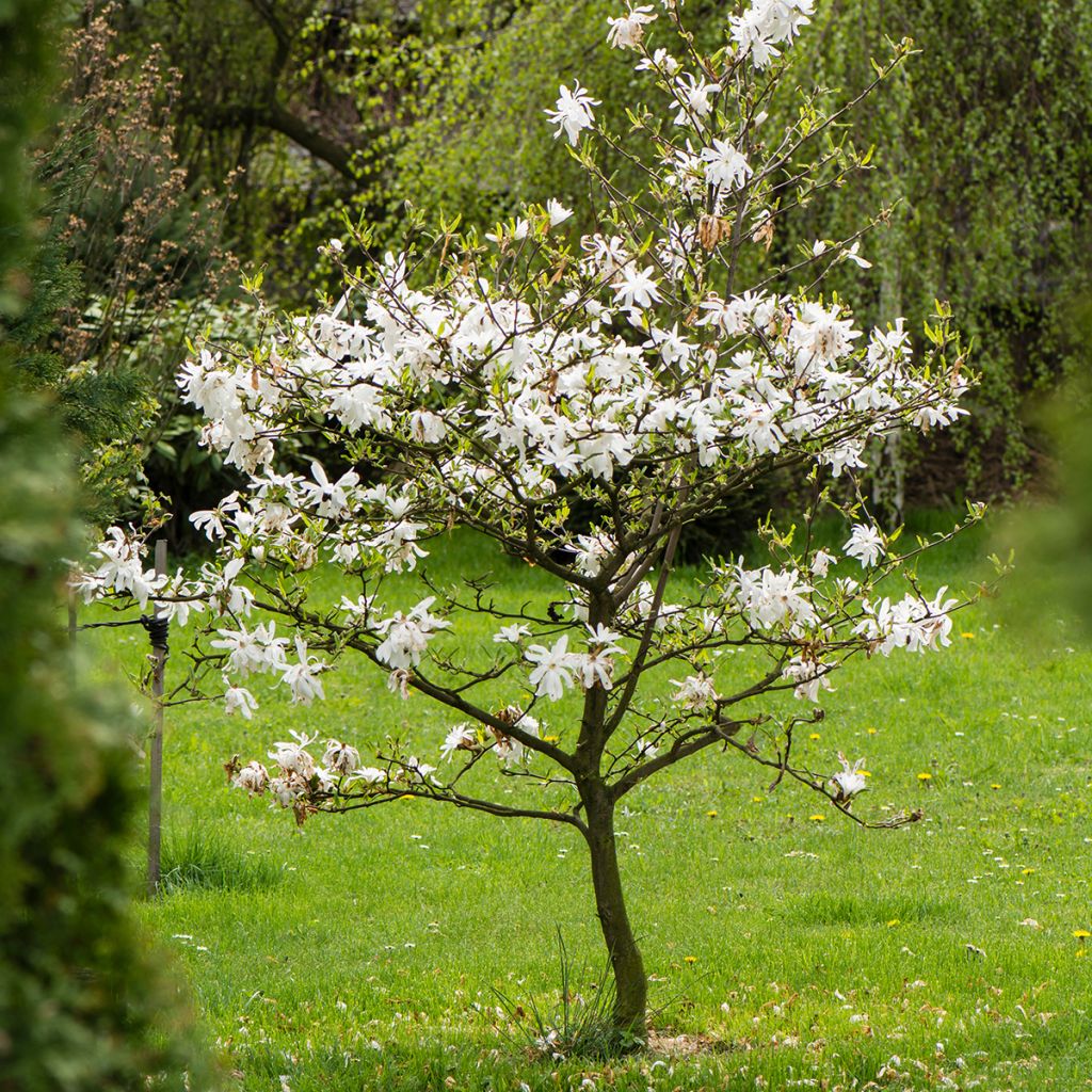 Magnolia stellata - Magnolia estrellada