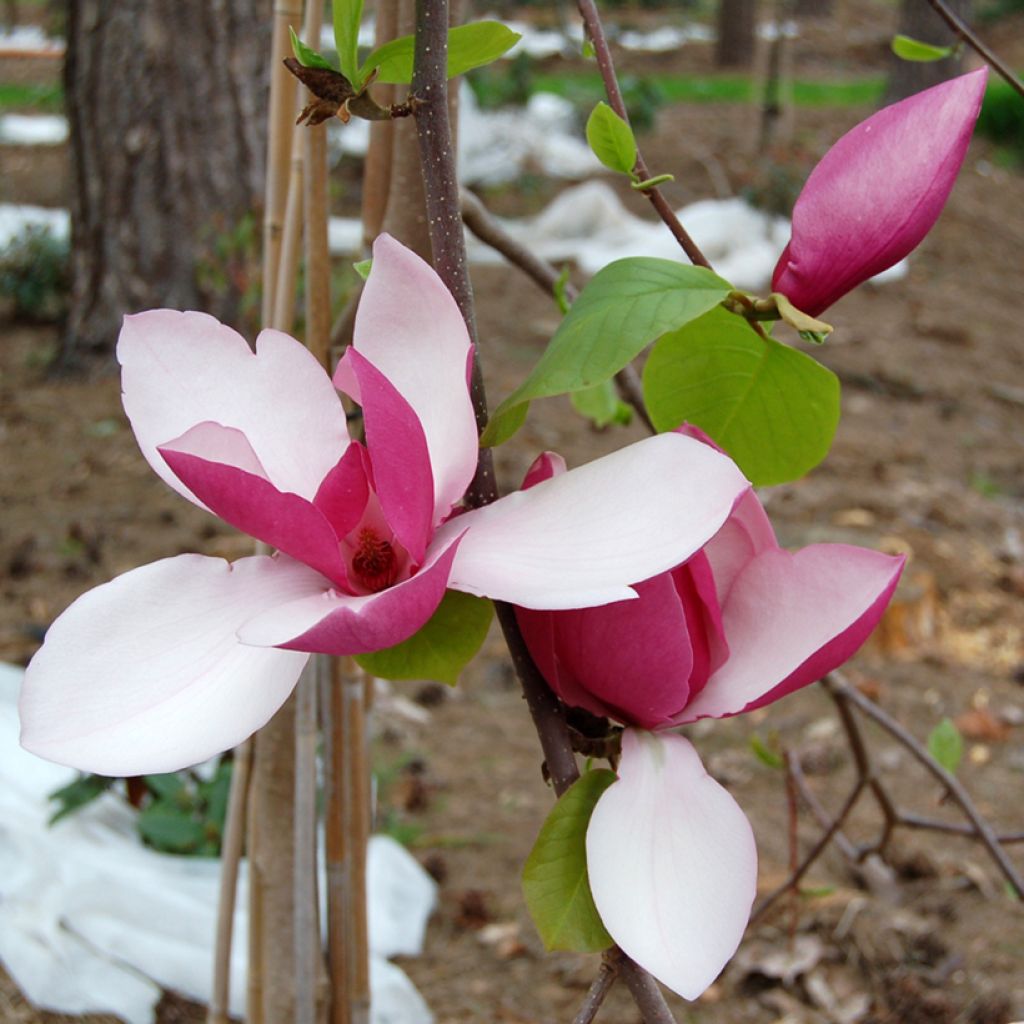 Magnolia soulangeana Frank's masterpiece