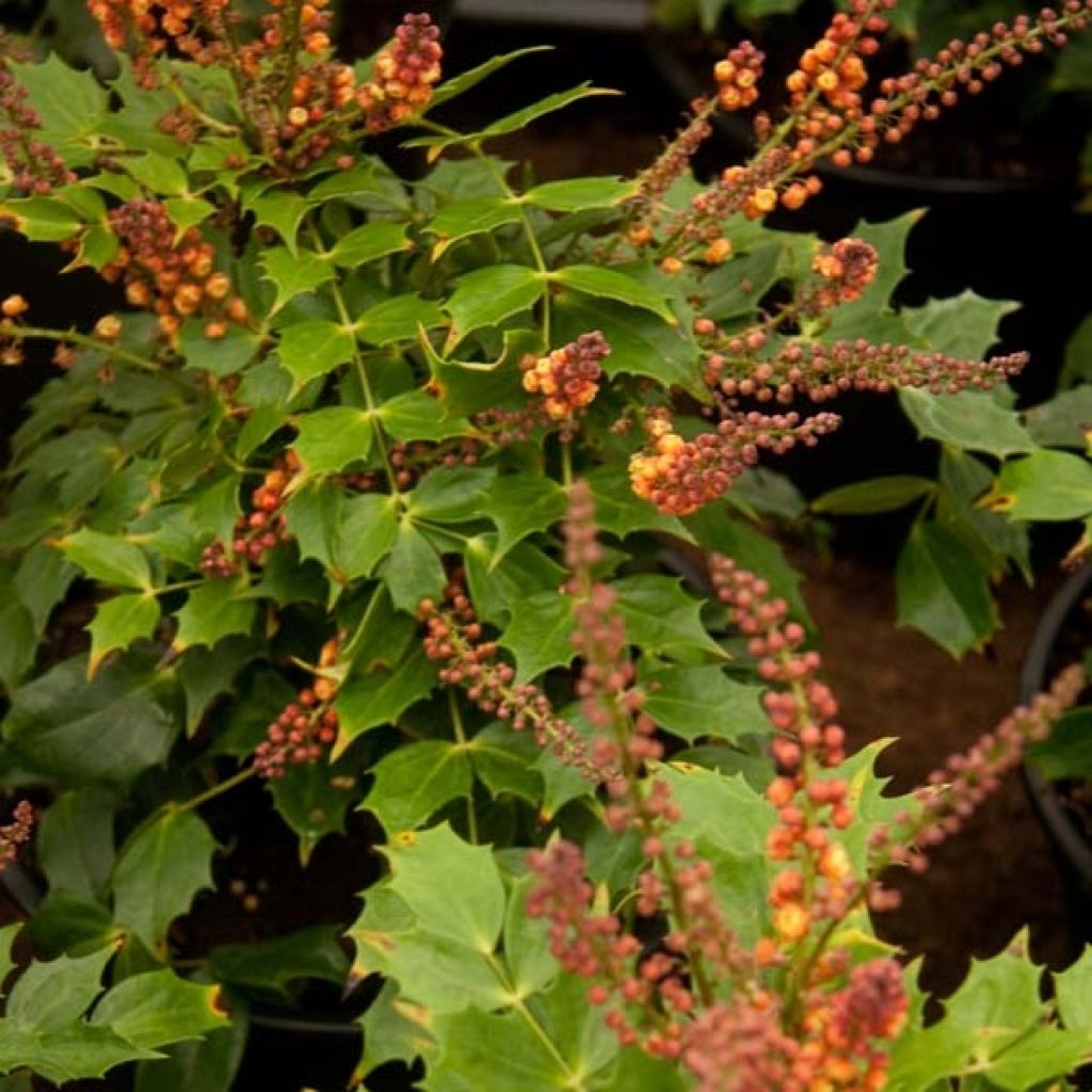 Mahonia Cabaret