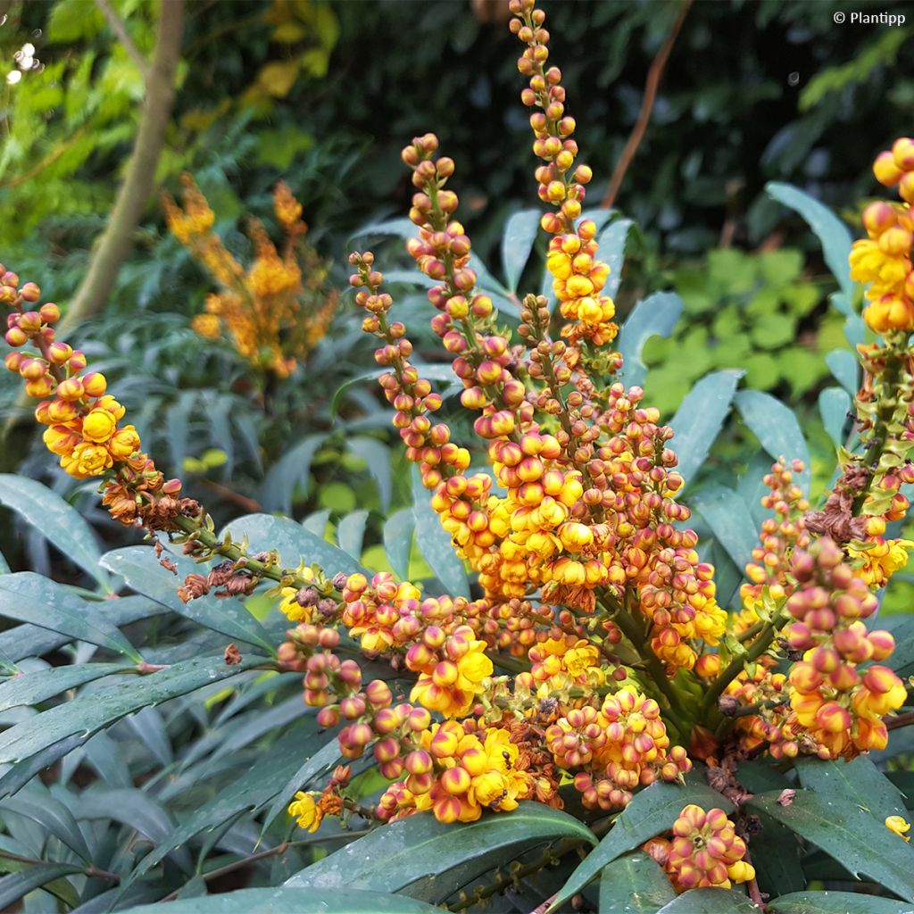 Mahonia Volcano