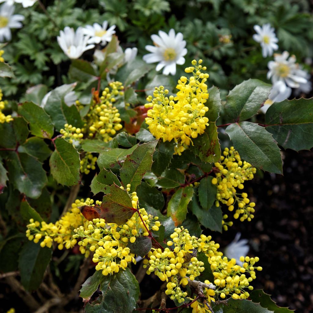 Mahonia aquifolium Apollo - Mahonie à feuilles de houx.