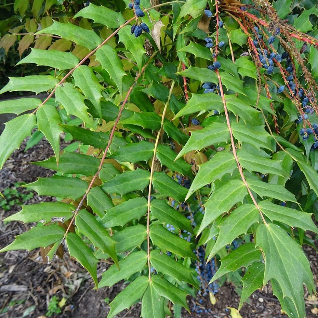 Mahonia bealei