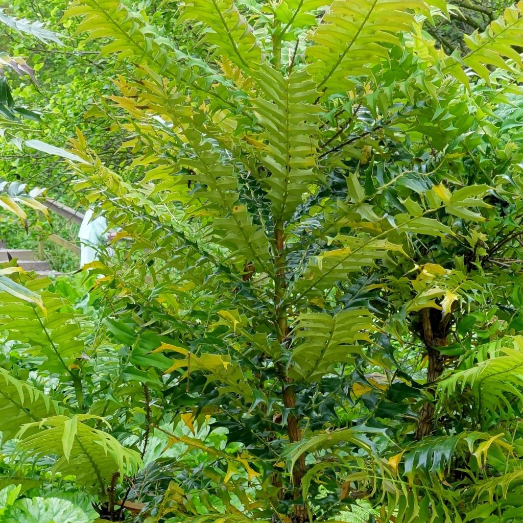 Mahonia oiwakensis subsp. lomariifolia  