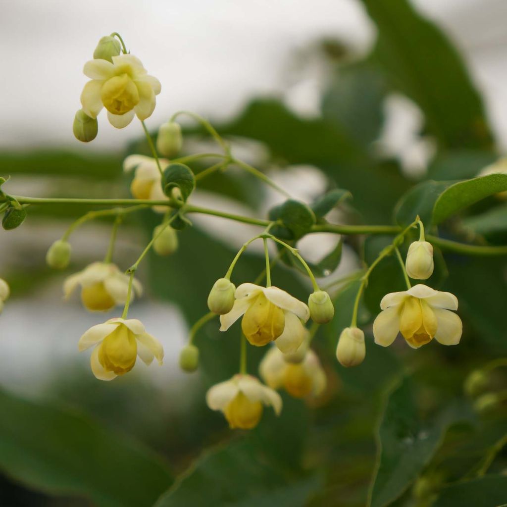 Mahonia russellii - Mahonia de Russel