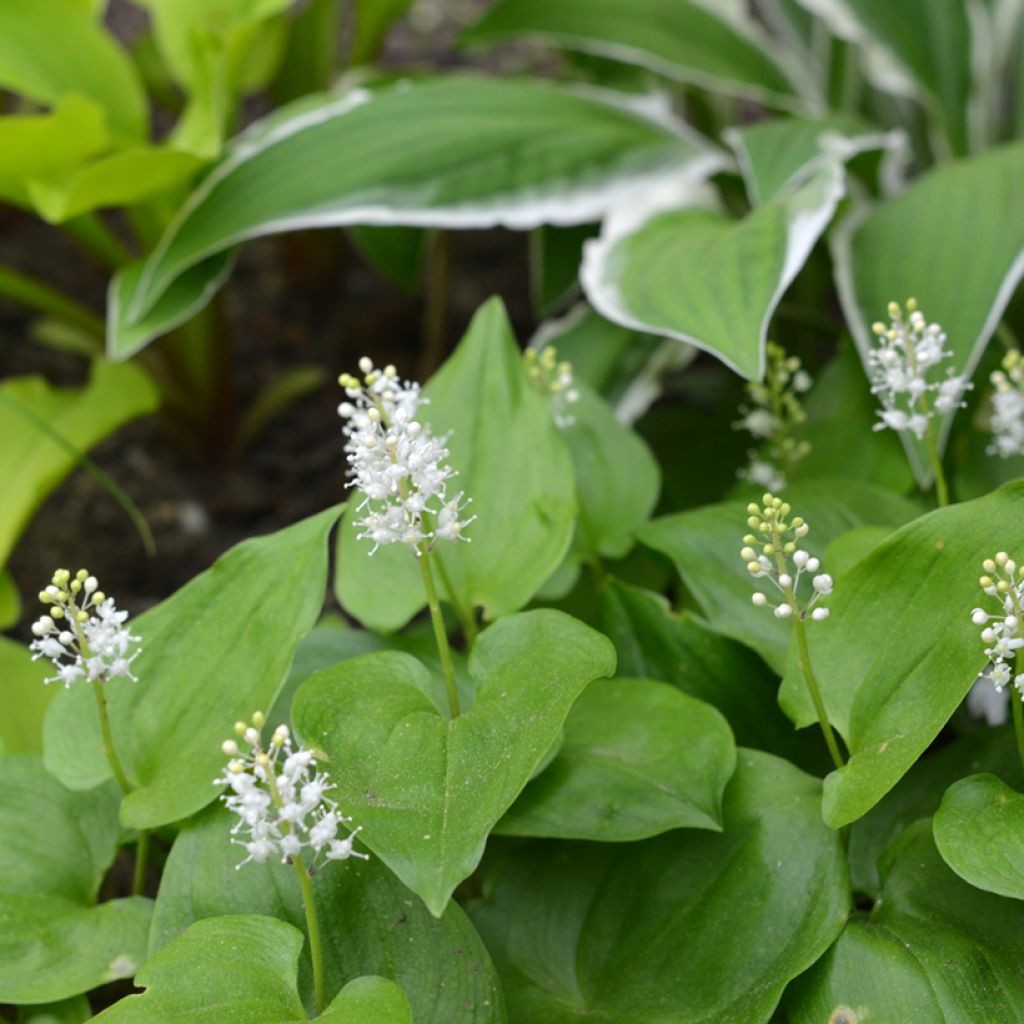 Maianthemum bifolium