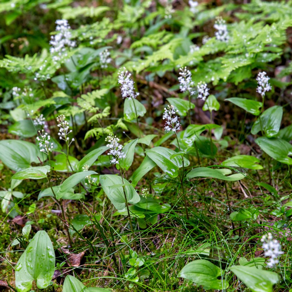 Maianthemum bifolium