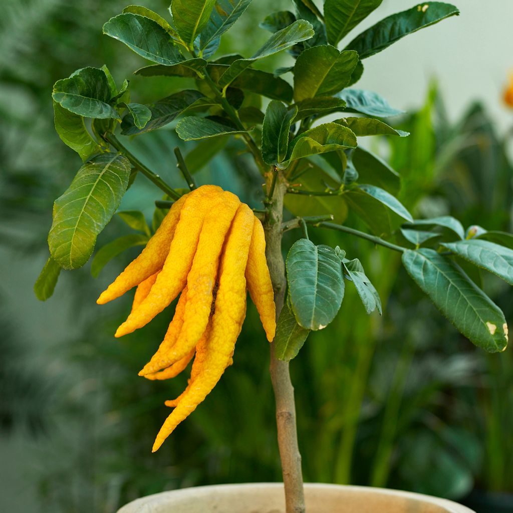 Cítrico Mano de Buda - Citrus medica var. sarcodactylis