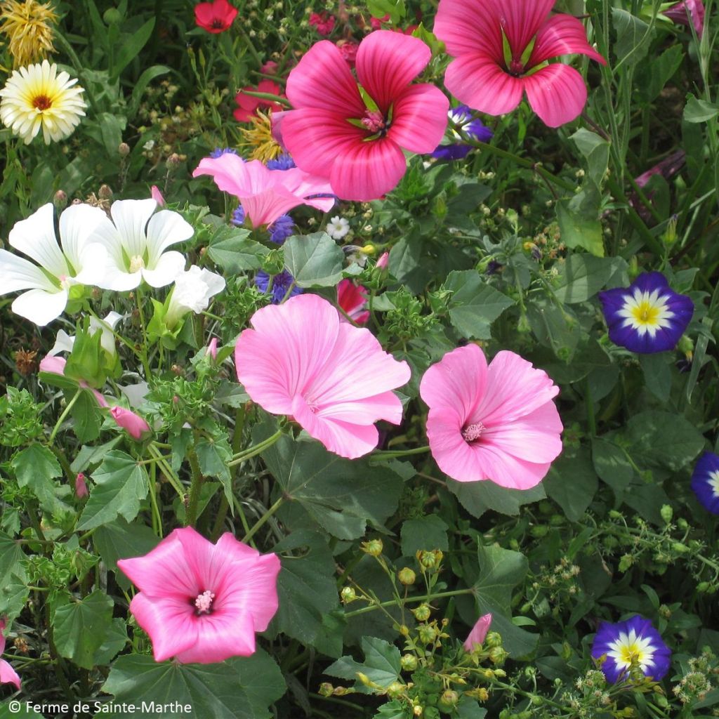 Malope à grandes fleurs variées Bio - Ferme de Sainte Marthe