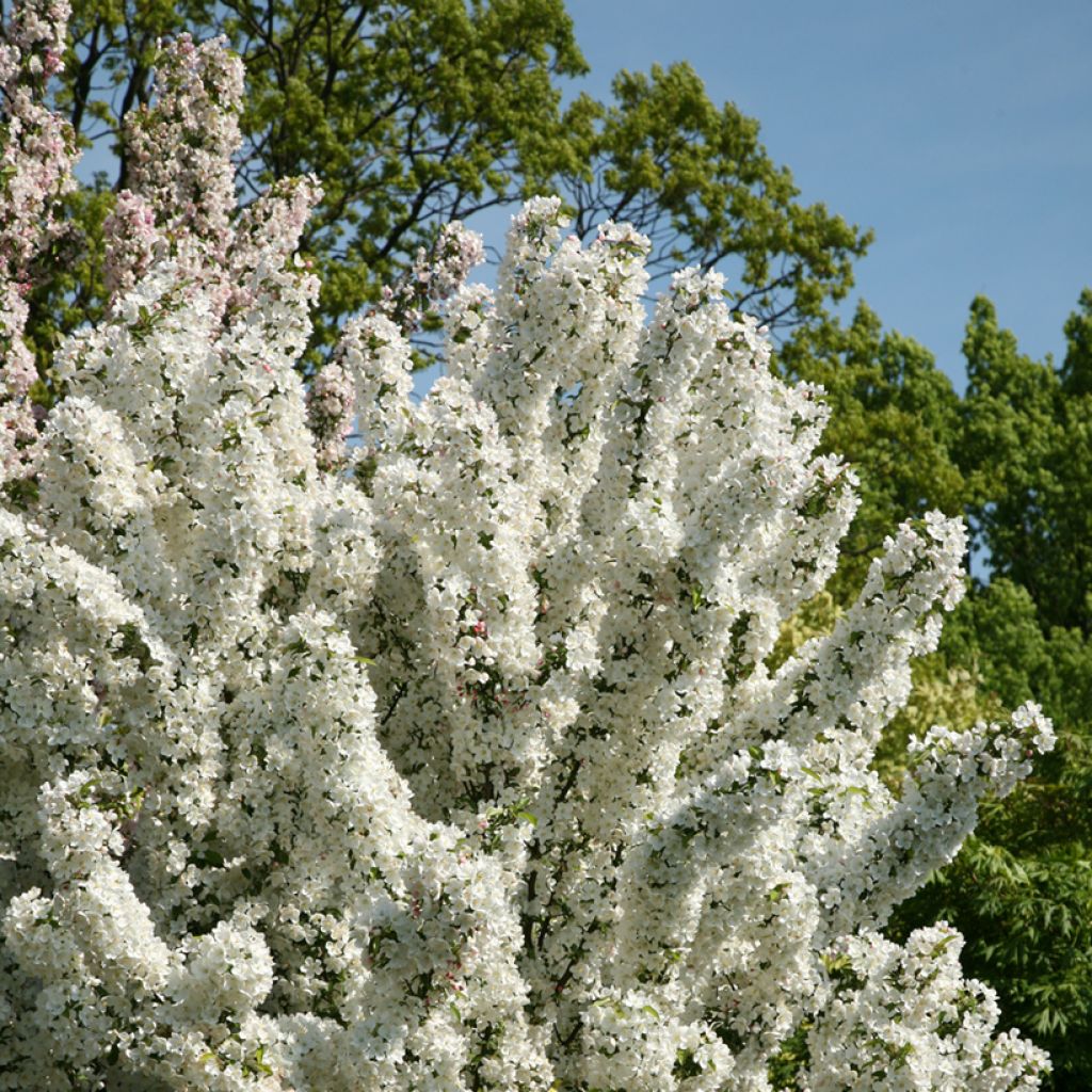 Manzano de flor Adirondack