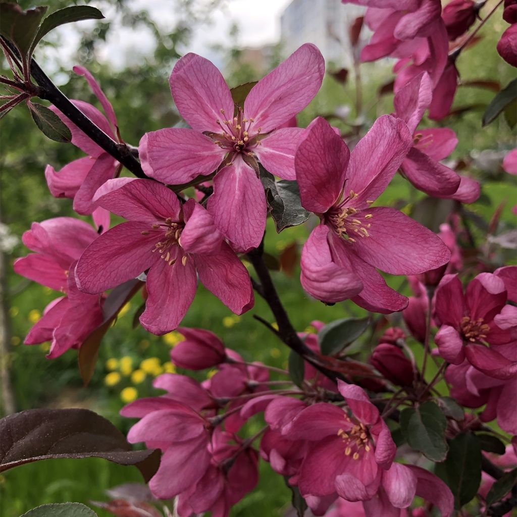 Manzano de flor Diable Rouge