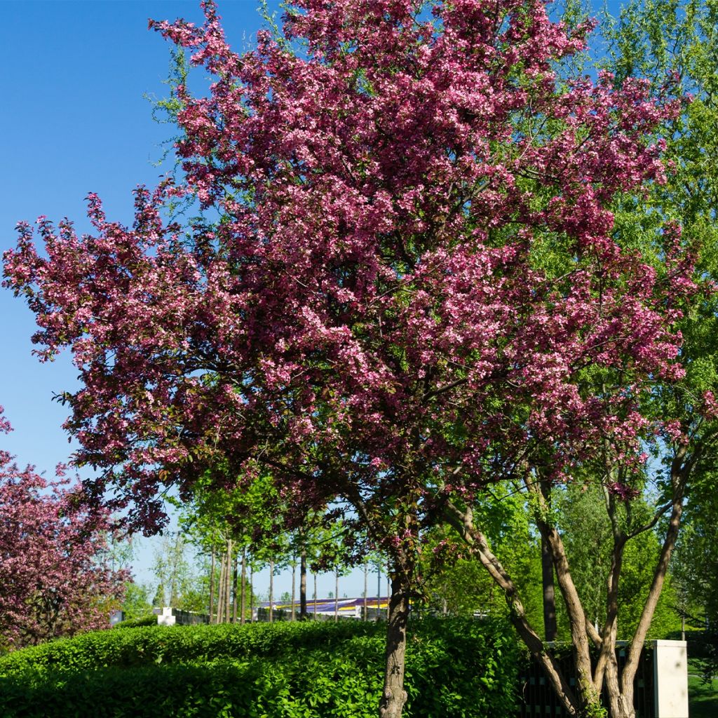 Manzano de flor Diable Rouge