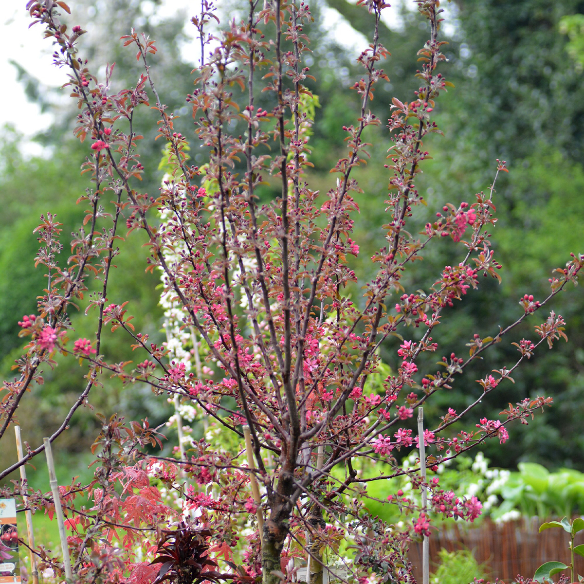 Pommier d'ornement - Malus Diable Rouge