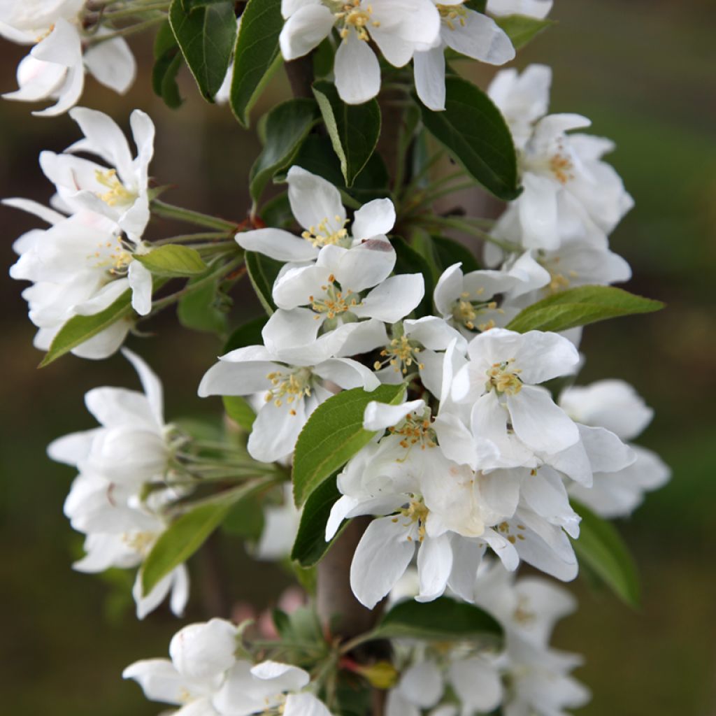 Manzano de flor robusta Pink Glow