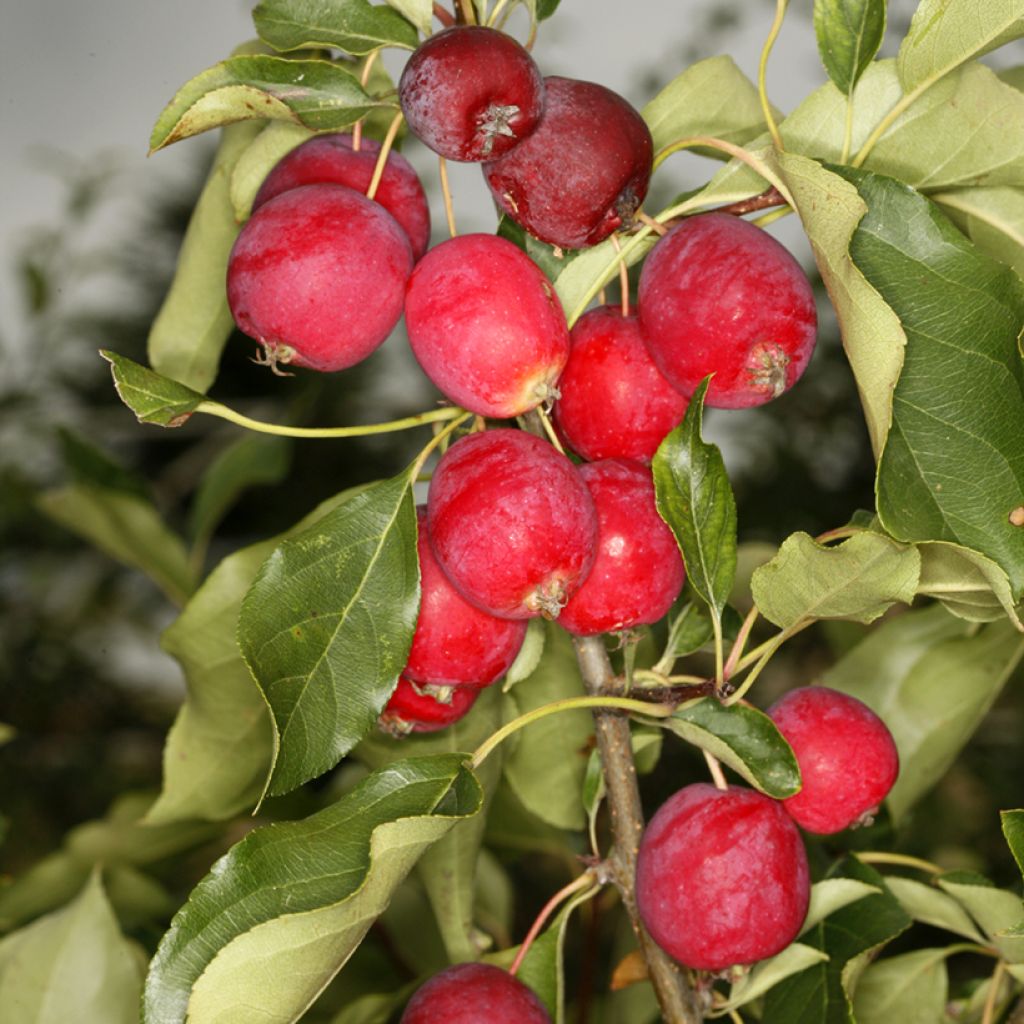 Manzano de flor robusta Pink Glow