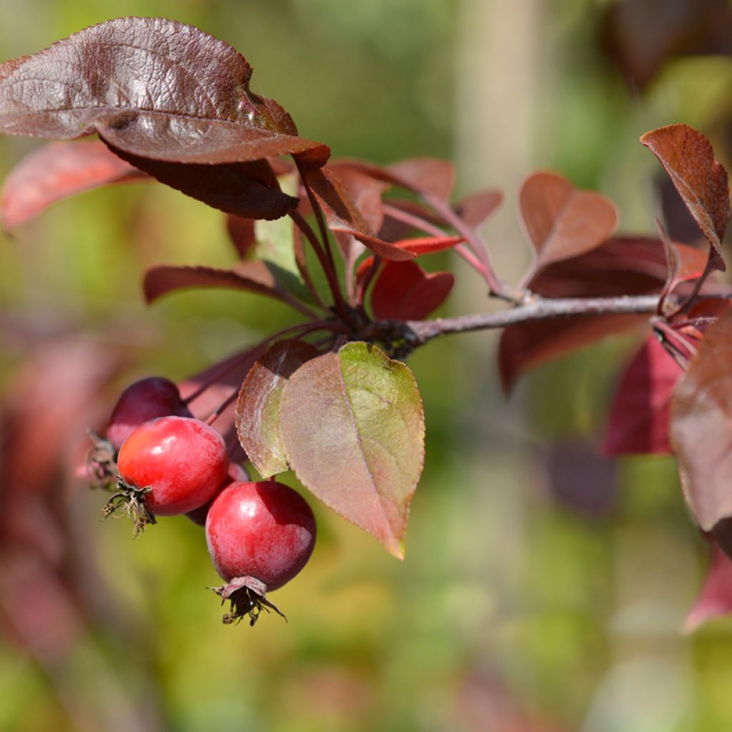 Manzano de flor purpurea Eleyi