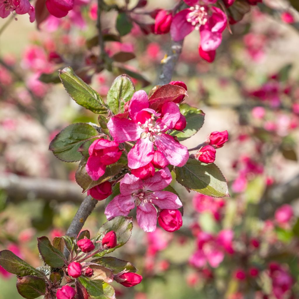 Manzano de flor purpurea Eleyi