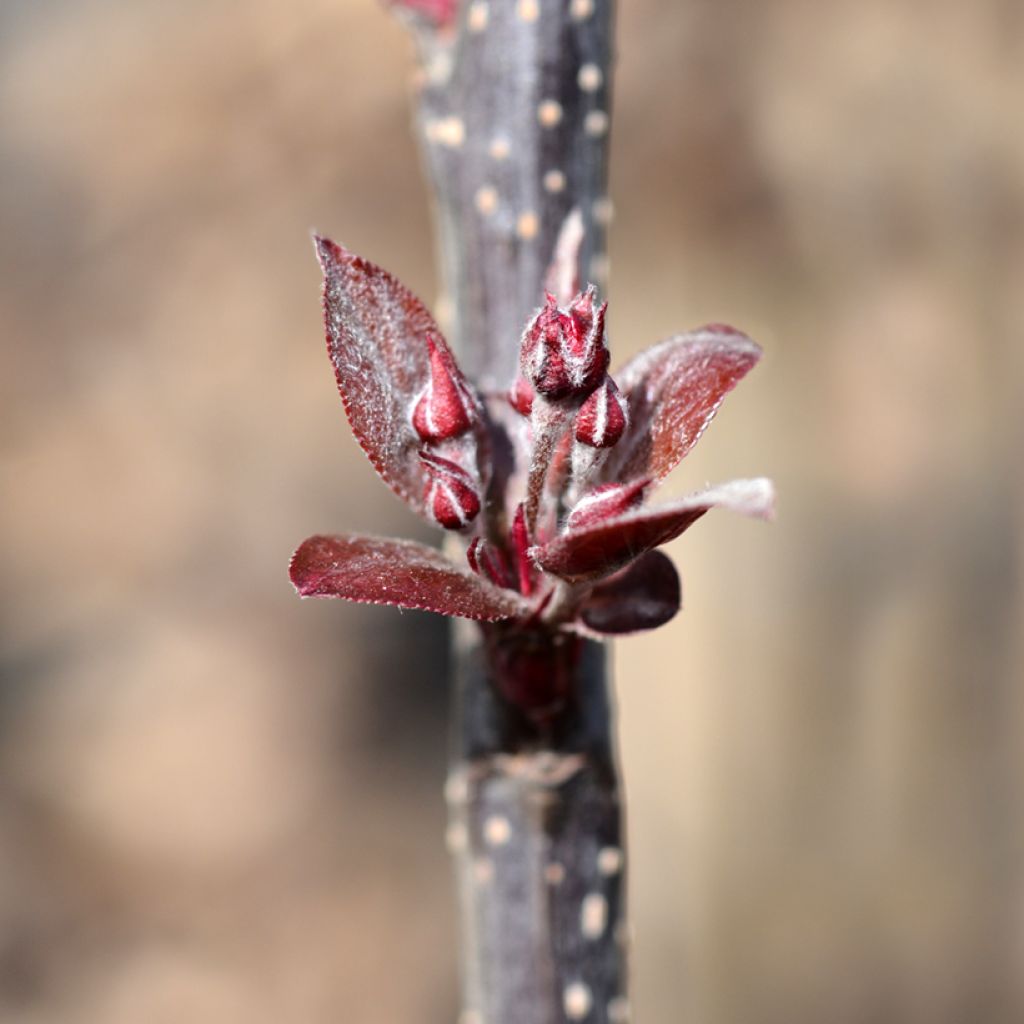 Manzano de flor purpurea Eleyi