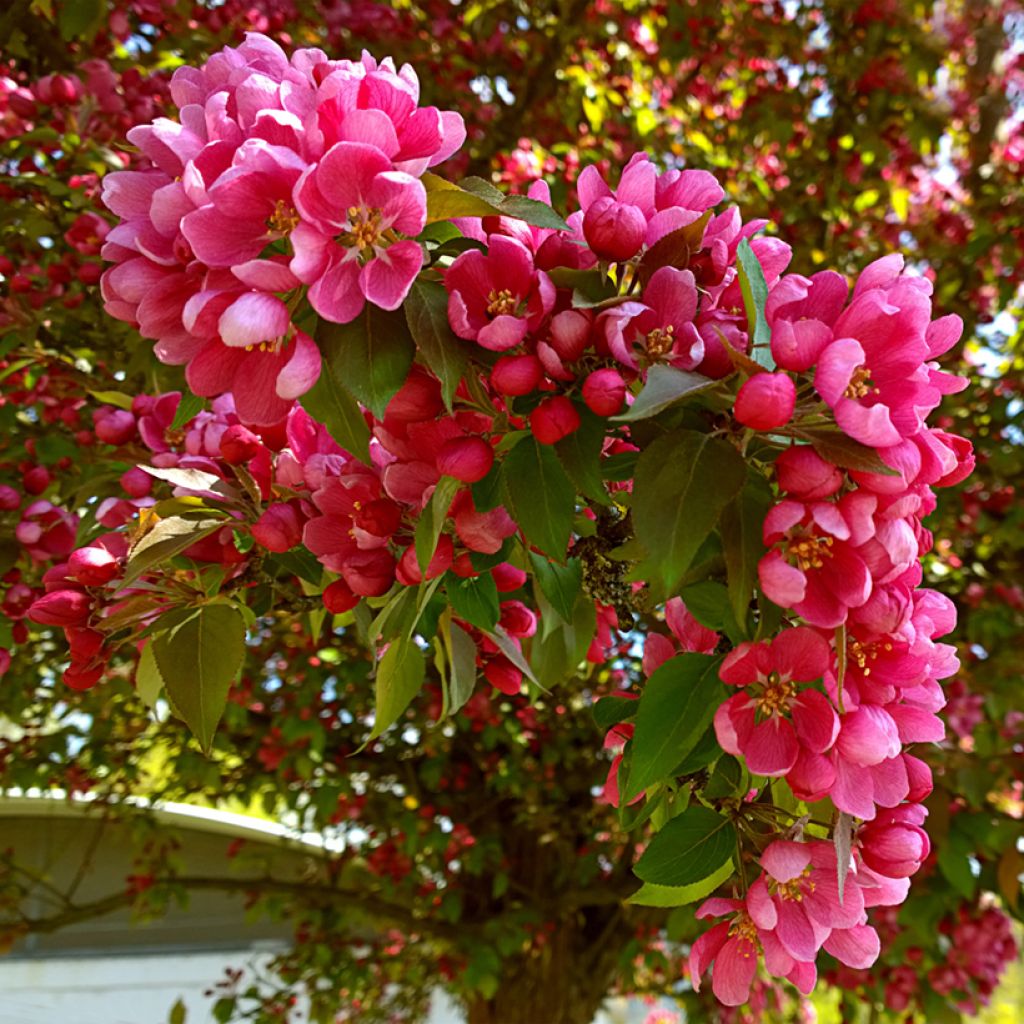 Manzano de flor purpurea Eleyi