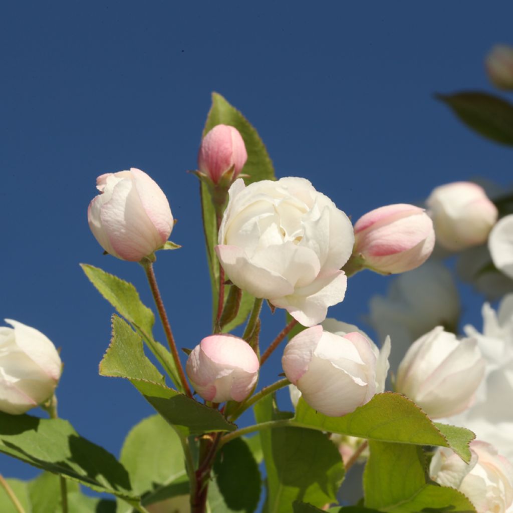 Pommier d'ornement - Malus Madonna