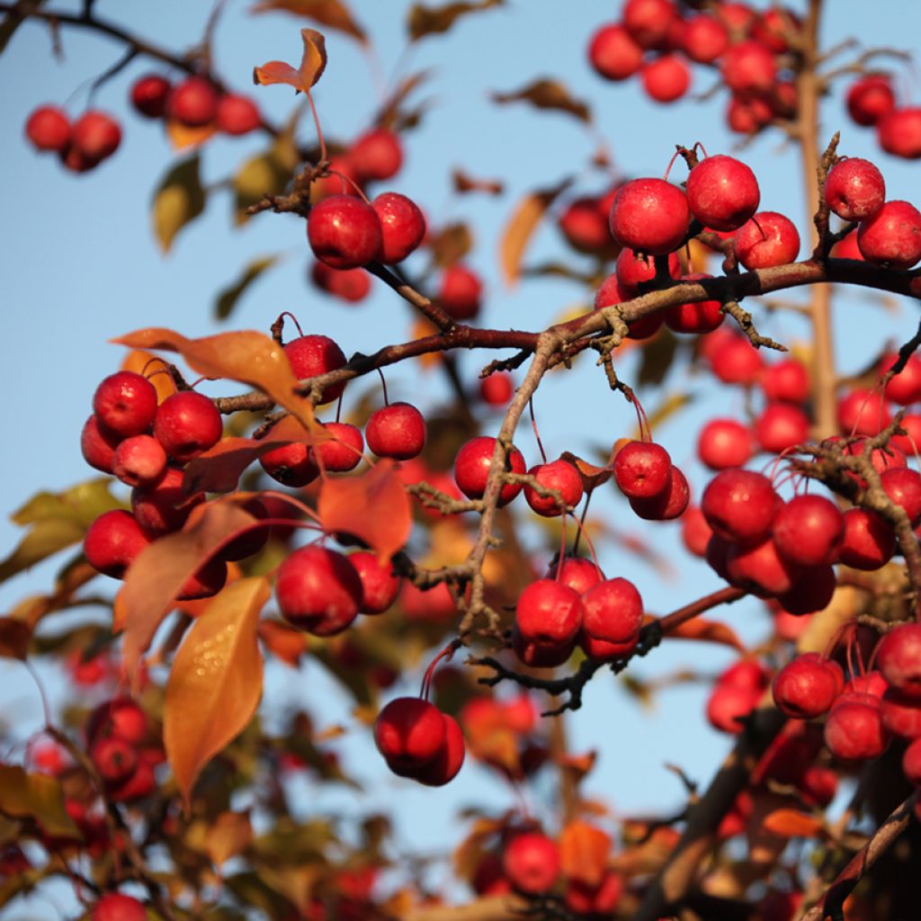 Pommier d'ornement - Malus Ola